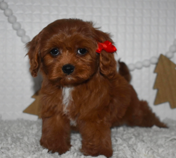 comprar cachorros sanos, baratos y asequibles para la venta